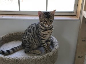 Garth Bengal Kitten