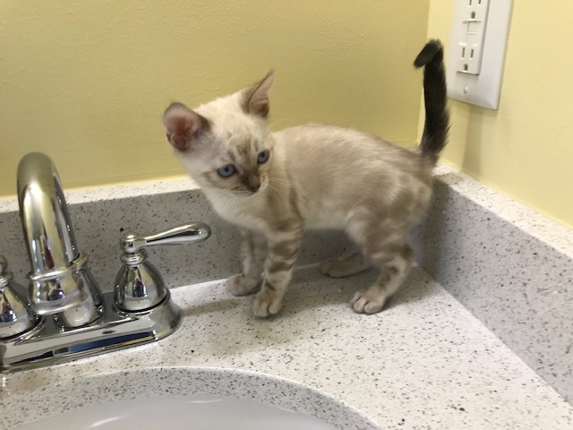 Snow the Bengal kitten on a bathroom sink top