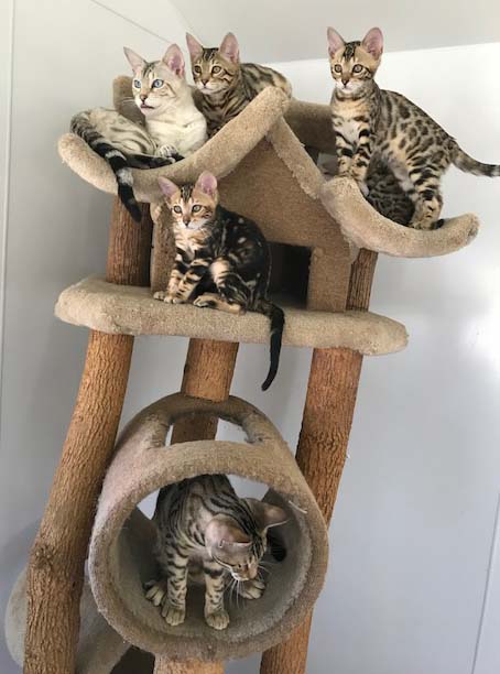 Bengal cat tree