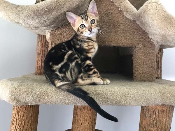 Mabel a female Bengal kitten
