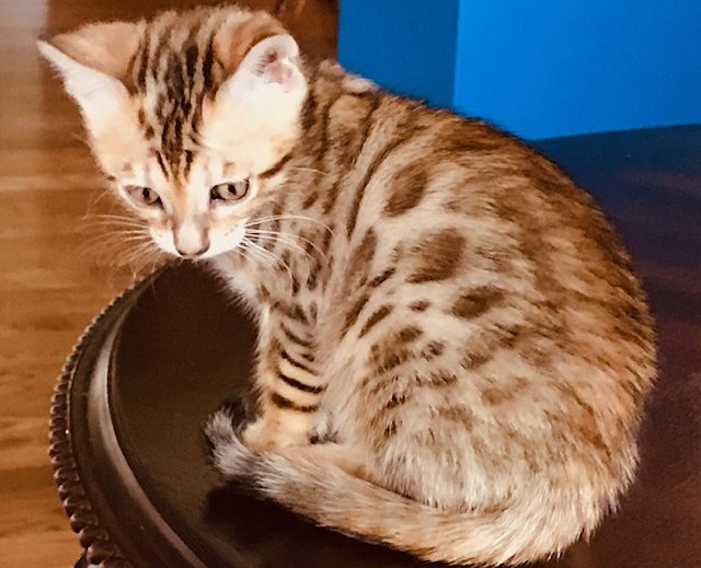 Honey male Bengal kitten