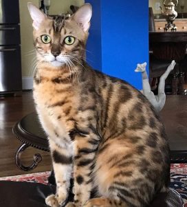 Queen bengal cat Reba