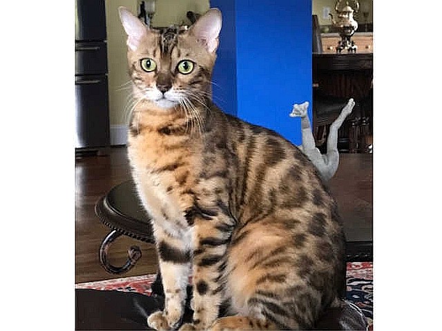 Reba Female Bengal cat