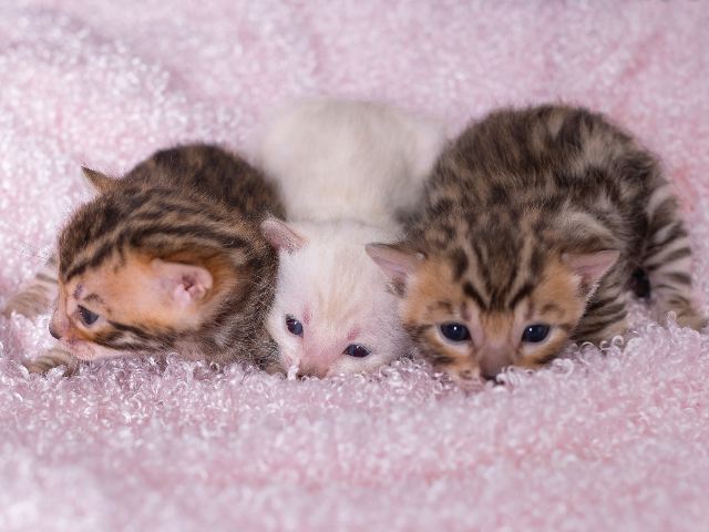 3 Bengal Kittens from Queen City Bengals Cattery