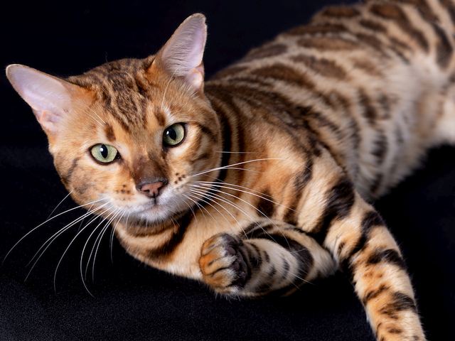 Queen City Bengals Cattery kitten