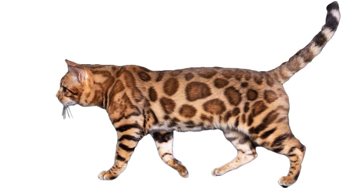 Ozzy Male Bengal Cat