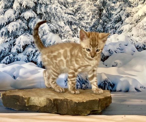 Seal Mink boy Bengal Kitten