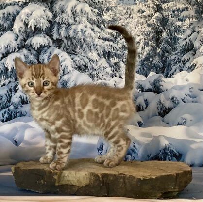 Dark seal mink boy Bengal kitten