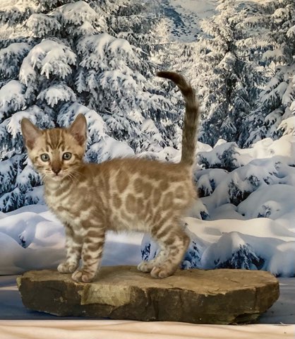 Dark seal mink boy Bengal kitten