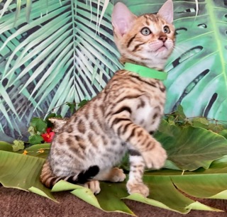 Green collared Bengal kitten for sale