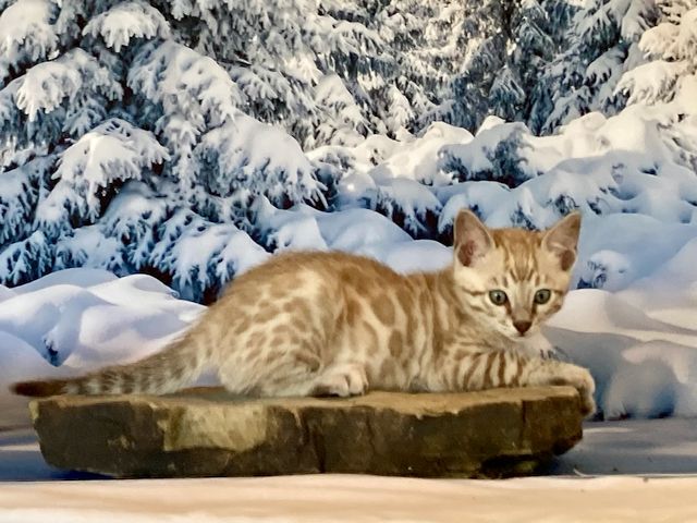 Light seal mink boy Bengal kitten