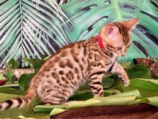 Red collar bengal kitten