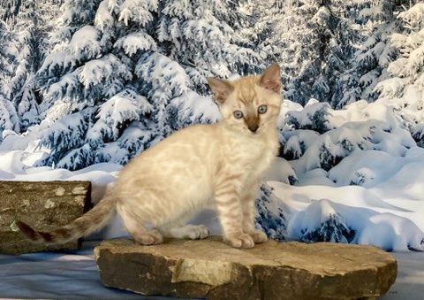 Seal Lynx Point Boy Bengal Kitten