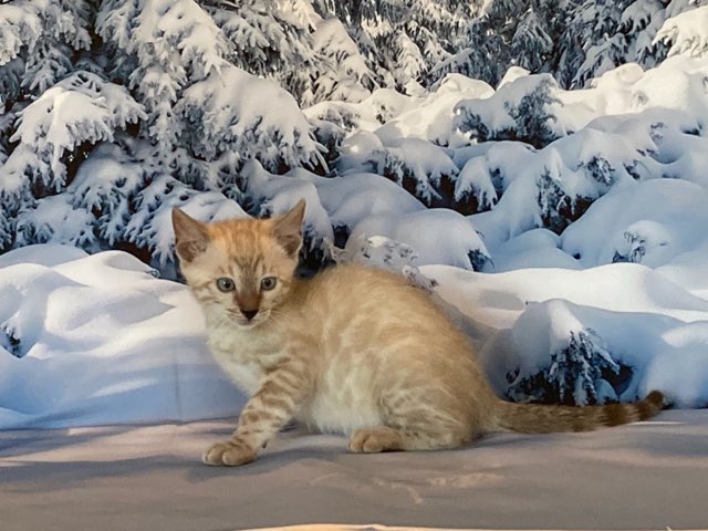 Seal Lynx point girl Bengal kitten