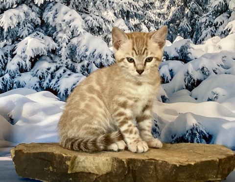 Seal Mink girl Bengal kitten