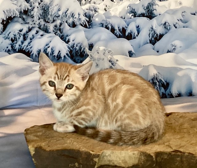 Seal Mink girl Bengal kitten