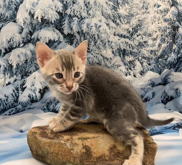 Blue marbled boy